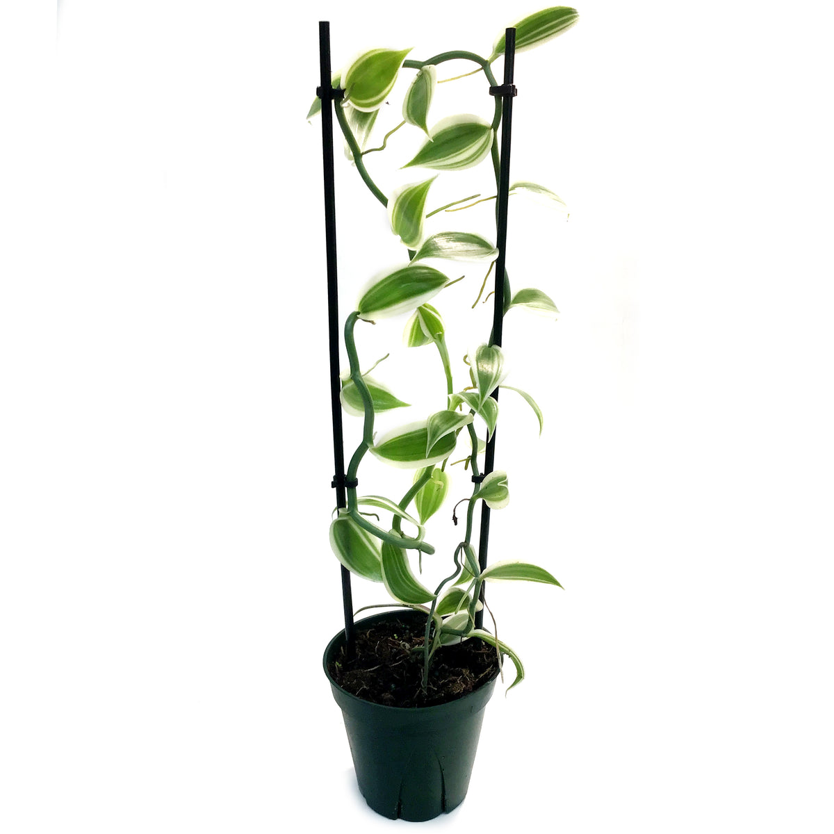 Vanilla Orchid, 5in, Variegated