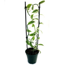 Load image into Gallery viewer, Vanilla Orchid, 5in, Variegated
