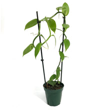 Load image into Gallery viewer, Vanilla Orchid, 5in, Variegated
