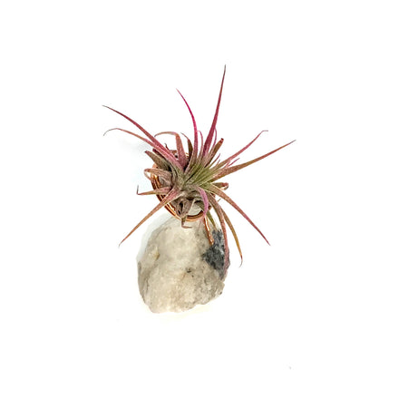 Tillandsia Ionantha Mounted on White Geode