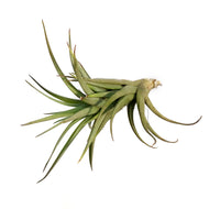 Tillandsia Aeranthos, Medium