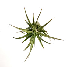 Load image into Gallery viewer, Tillandsia Aeranthos, Medium

