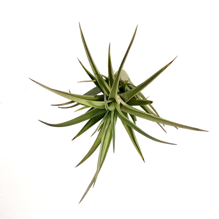 Tillandsia Aeranthos, Medium