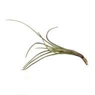 Tillandsia Albertiana, Stem