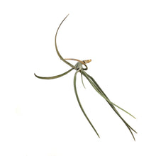 Load image into Gallery viewer, Tillandsia Albertiana, Stem
