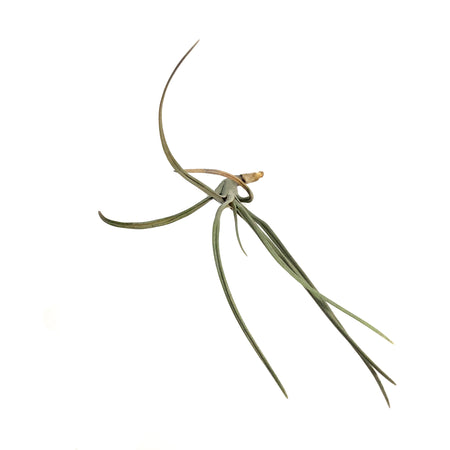 Tillandsia Albertiana, Stem
