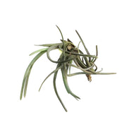 Tillandsia Albertiana, Cluster