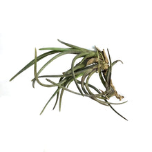 Load image into Gallery viewer, Tillandsia Albertiana, Cluster
