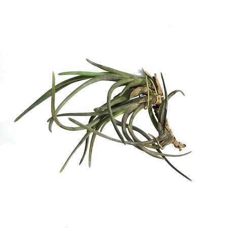 Tillandsia Albertiana, Cluster