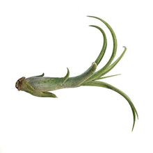 Load image into Gallery viewer, Tillandsia Caput medusae Hybrid, Small
