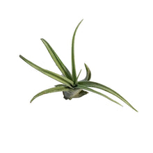 Load image into Gallery viewer, Tillandsia Caput medusae Hybrid, Small
