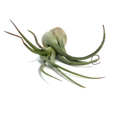 Tillandsia Seleriana, Large