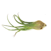 Load image into Gallery viewer, Tillandsia Seleriana, Large
