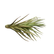 Tillandsia Tenuifolia Rosteda