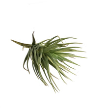 Load image into Gallery viewer, Tillandsia Tenuifolia Rosteda
