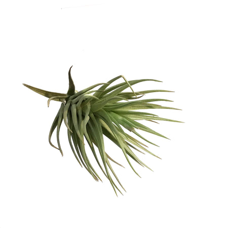 Tillandsia Tenuifolia Rosteda