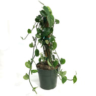Epipremnum Pinnatum, 6in , Cebu Totem variegated