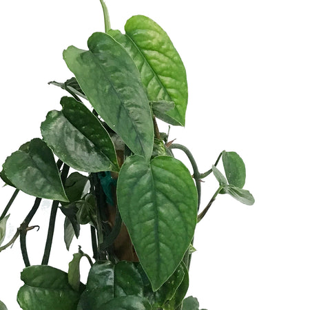 Epipremnum Pinnatum, 6in , Cebu Totem variegated