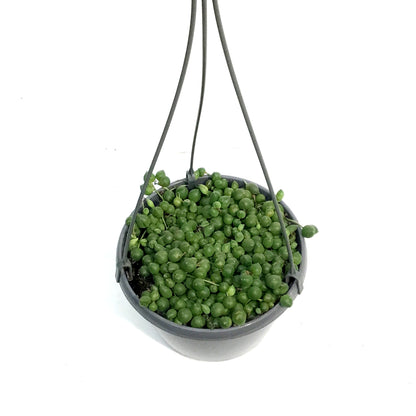 String of Pearls, 5in HB, Senecio Rowleyanus