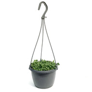 String of Pearls, 5in HB, Senecio Rowleyanus