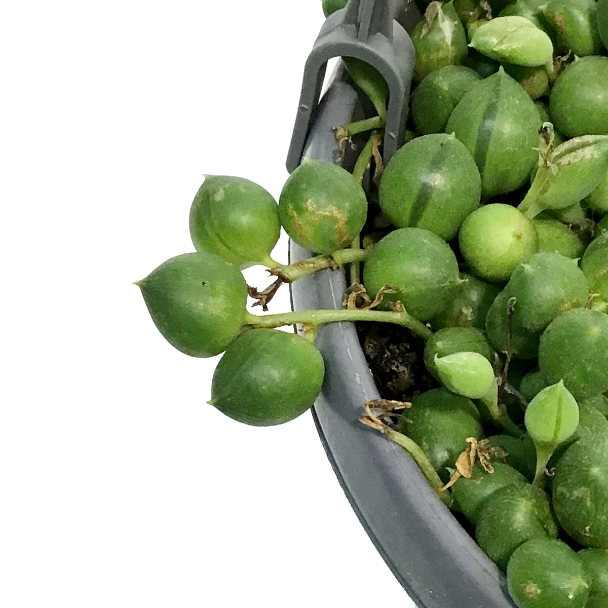 String of Pearls, 5in HB, Senecio Rowleyanus