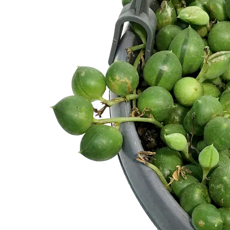 String of Pearls, 5in HB, Senecio Rowleyanus