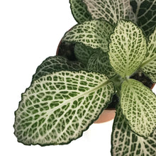 Load image into Gallery viewer, Fittonia, 3in, Nerve Plant
