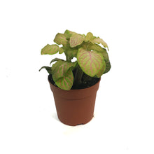 Load image into Gallery viewer, Fittonia, 3in, Nerve Plant
