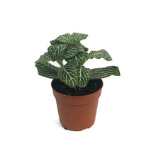 Load image into Gallery viewer, Fittonia, 3in, Nerve Plant
