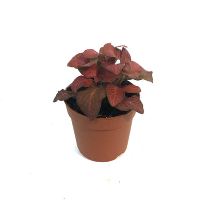 Fittonia, 3in, Nerve Plant