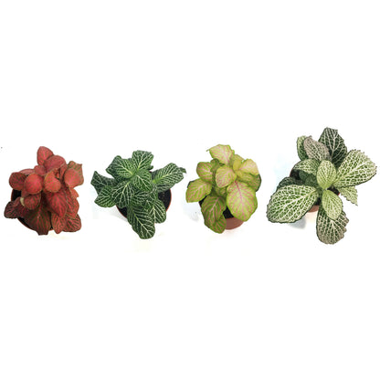 Fittonia, 3in, Nerve Plant