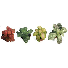 Load image into Gallery viewer, Fittonia, 3in, Nerve Plant
