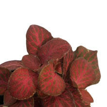 Load image into Gallery viewer, Fittonia, 3in, Nerve Plant
