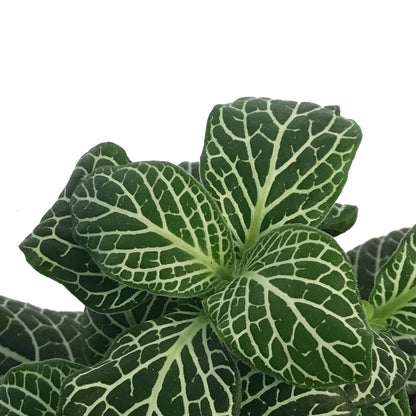 Fittonia, 3in, Nerve Plant