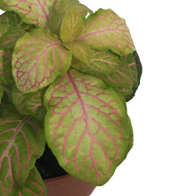 Load image into Gallery viewer, Fittonia, 3in, Nerve Plant
