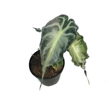 Load image into Gallery viewer, Alocasia, 4in, Venom
