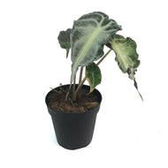 Alocasia, 4in, Venom
