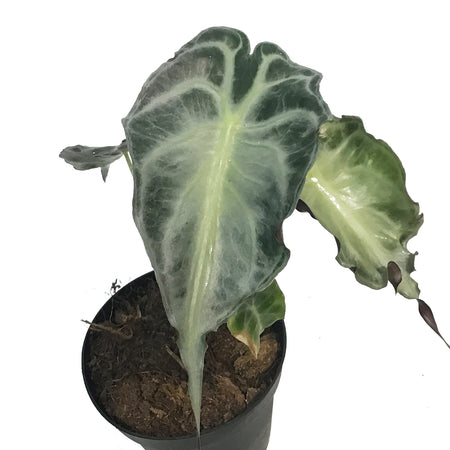 Alocasia, 4in, Venom