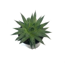 Load image into Gallery viewer, Aloe, 4in, Arista
