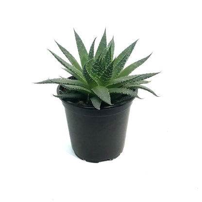 Aloe, 4in, Arista