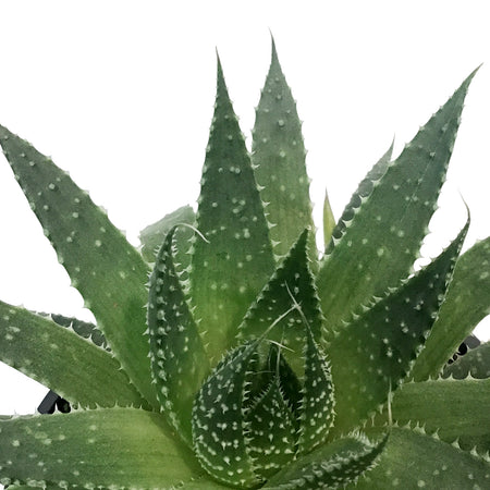 Aloe, 4in, Arista