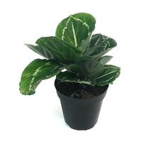 Load image into Gallery viewer, Calathea, 4in, Green lipstick

