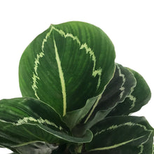 Load image into Gallery viewer, Calathea, 4in, Green lipstick

