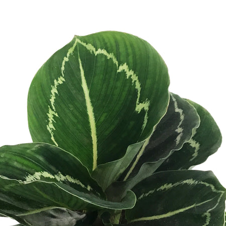 Calathea, 4in, Green lipstick