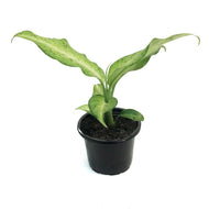Dieffenbachia, 4in, Camouflage