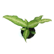 Load image into Gallery viewer, Dieffenbachia, 4in, Camouflage
