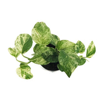 Load image into Gallery viewer, Epipremnum Pinnatum, Thai Marble
