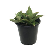Sansevieria, 3.5in, Snowflake