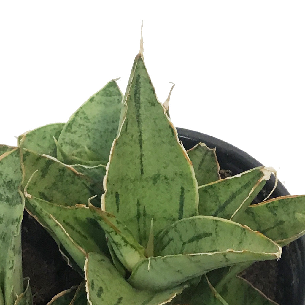 Sansevieria, 3.5in, Snowflake
