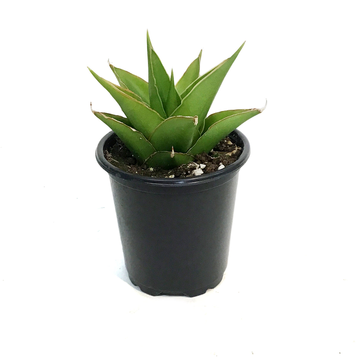 Sansevieria, 3.5in, Tower Green